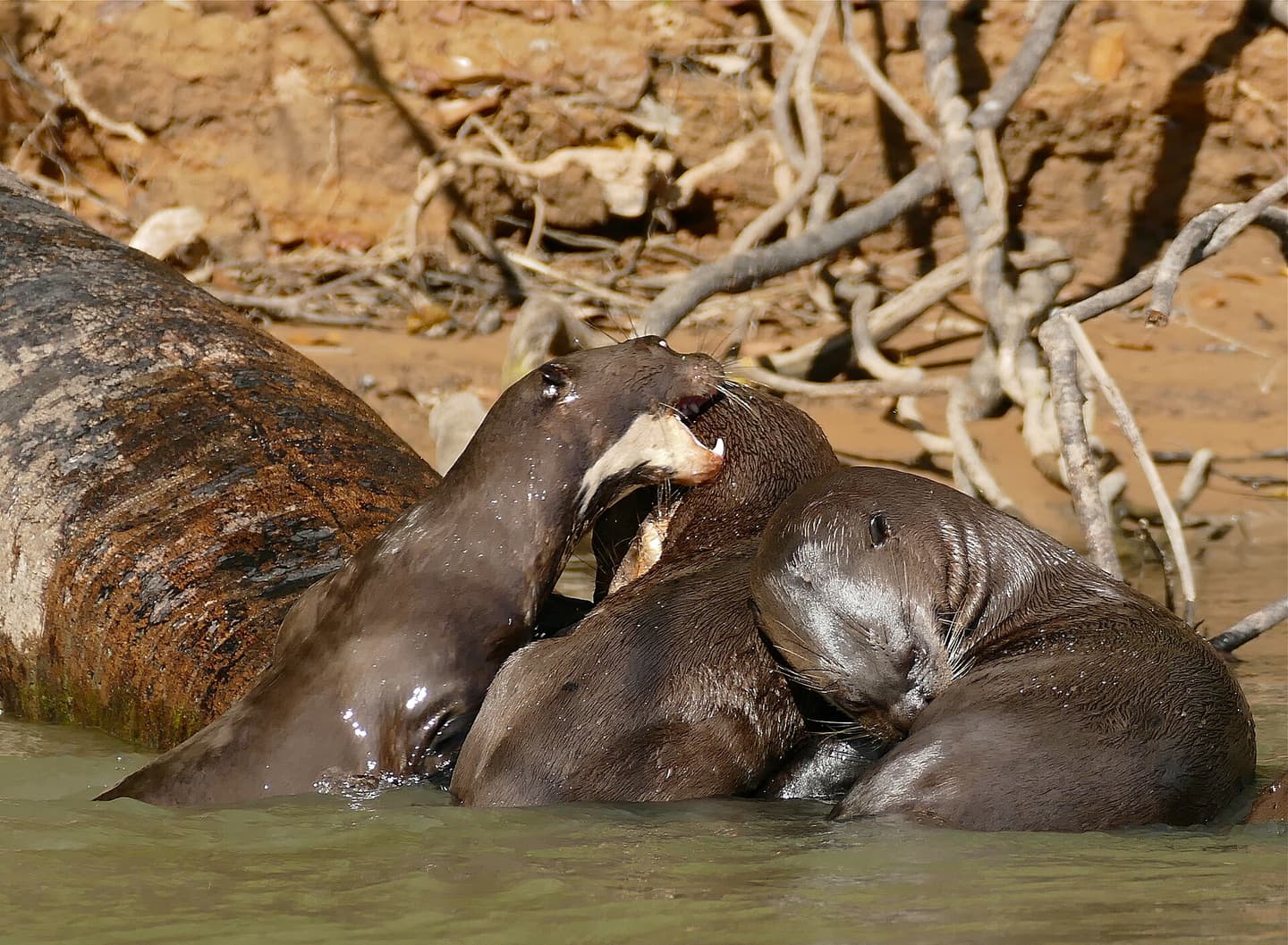 Ariranha no Pantanal